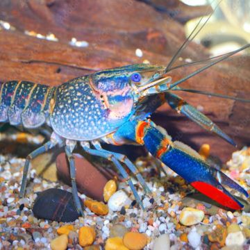 CHERAX quadricarinatus 10cm