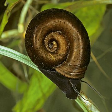 Zoetwater schoonmaakslak bruine posthoornslak