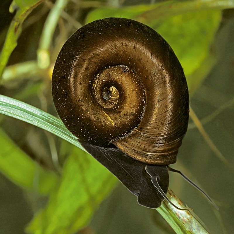 Zoetwater schoonmaakslak bruine posthoornslak