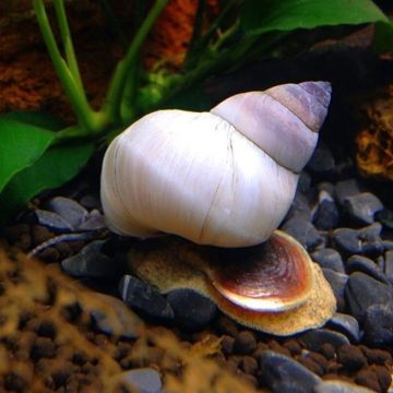 filopaludina martensi sp white