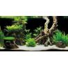 Superfish Deco Poster G1 60x30cm