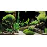 Superfish Deco Poster G2 60x49cm