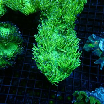 Catalaphyllia jardinei vert
