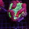 Symphyllia