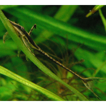 Sturisoma Aureum - Farlowella Royal 16-18cm Volwassen