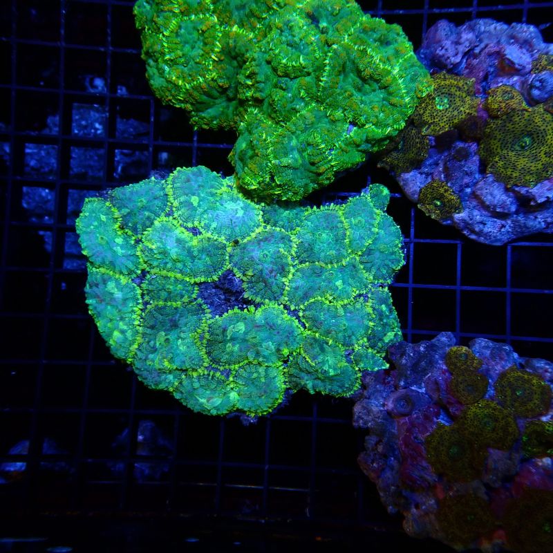 Rhodactis inchoata vert Rhodactis inchoata vert