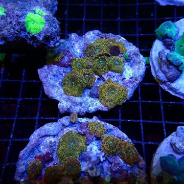 Discosoma