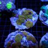 Discosoma
