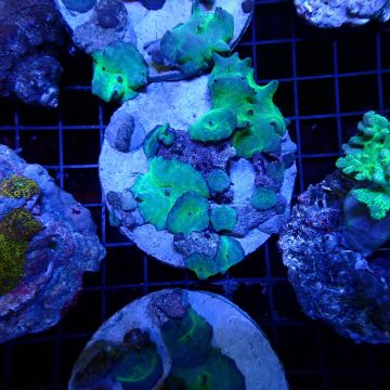 Discosoma