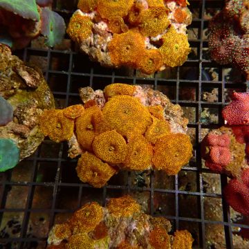 Discosoma