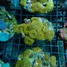 Discosoma