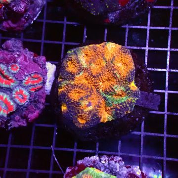 Acanthastreas 4-6 cm