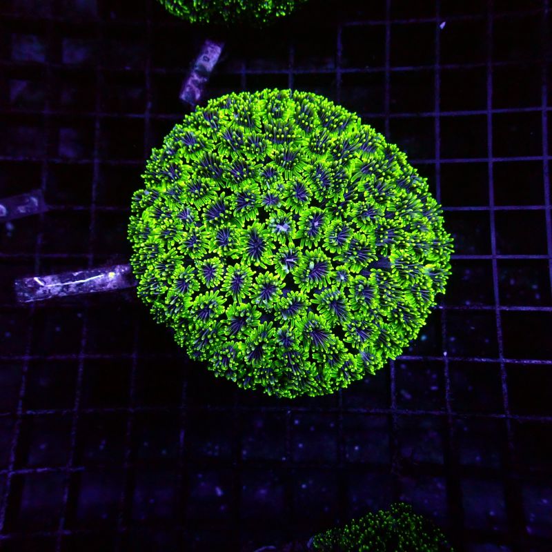 Galaxea fascicularis vert 8-10 cm