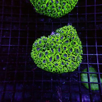 Galaxea fascicularis vert 8-10 cm