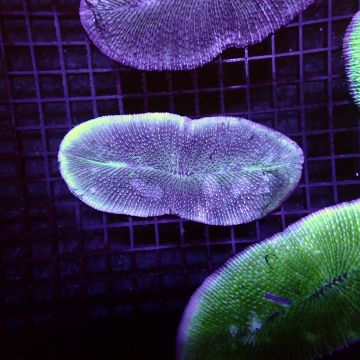 Herpolitha limax 10-15 cm