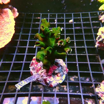 Tubastraea micranthus