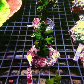 Tubastraea micranthus