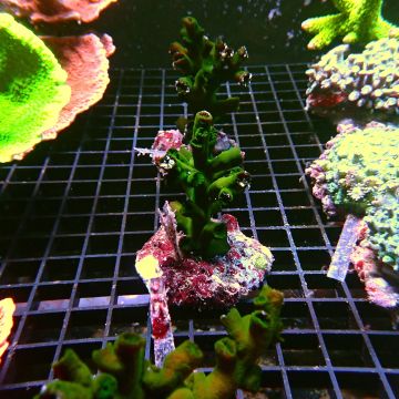 Tubastraea micranthus