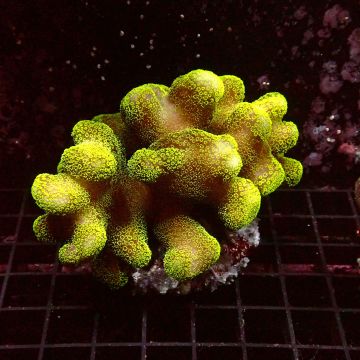 Stylophora pistillata polypes verts 7-10 cm 57,50 €