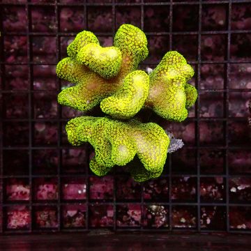 Stylophora pistillata polypes verts  6-9 cm