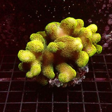 Stylophora pistillata polypes verts  6-9 cm