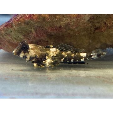 Synchiropus ocellatus * : 3 à 4 cm  