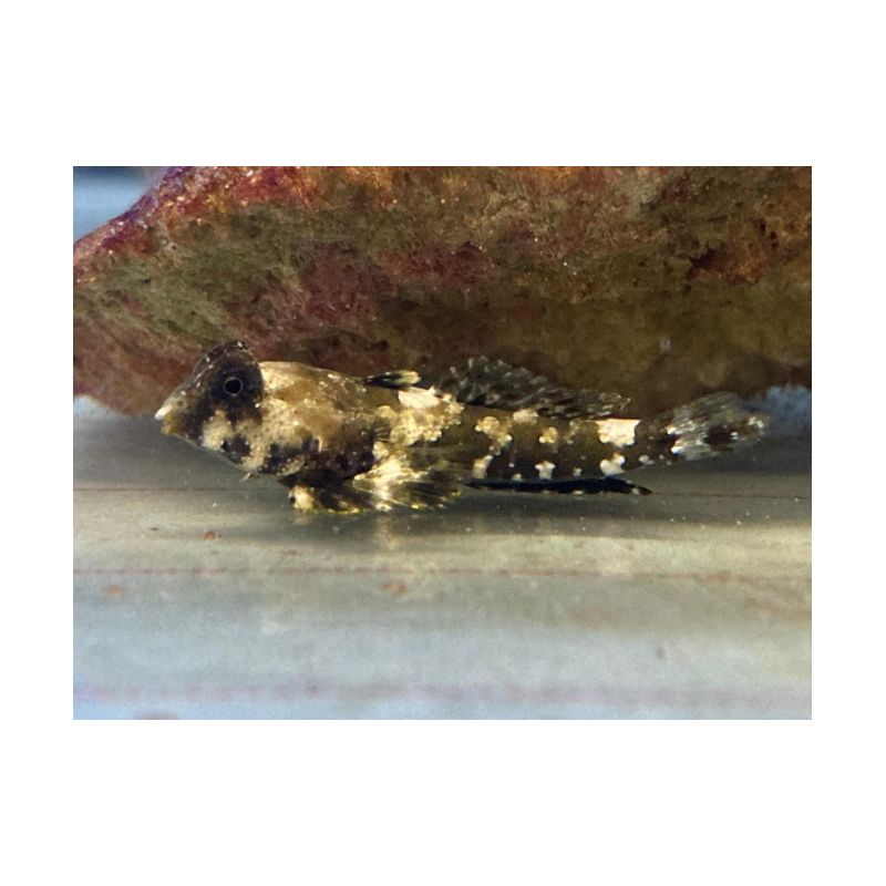 Synchiropus ocellatus * : 3 à 4 cm  
