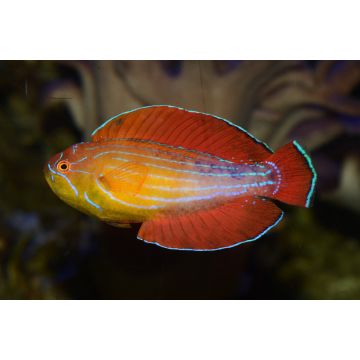 Paracheilinus octotaenia Mer rouge rare 5-7 cm