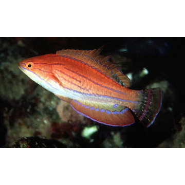 Pseudocheilinus octotaenia femelle : 4 à 5 cm