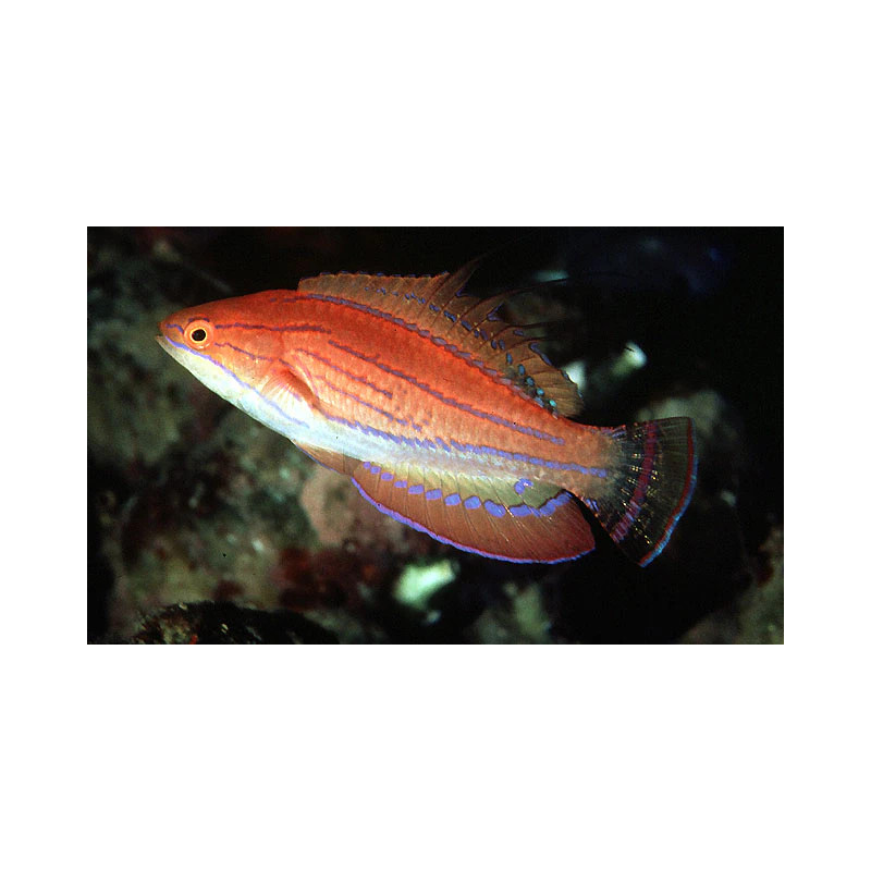 Pseudocheilinus octotaenia femelle : 4 à 5 cm