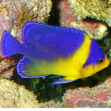 Paracentropyge venustus élevage 2-3 cm  