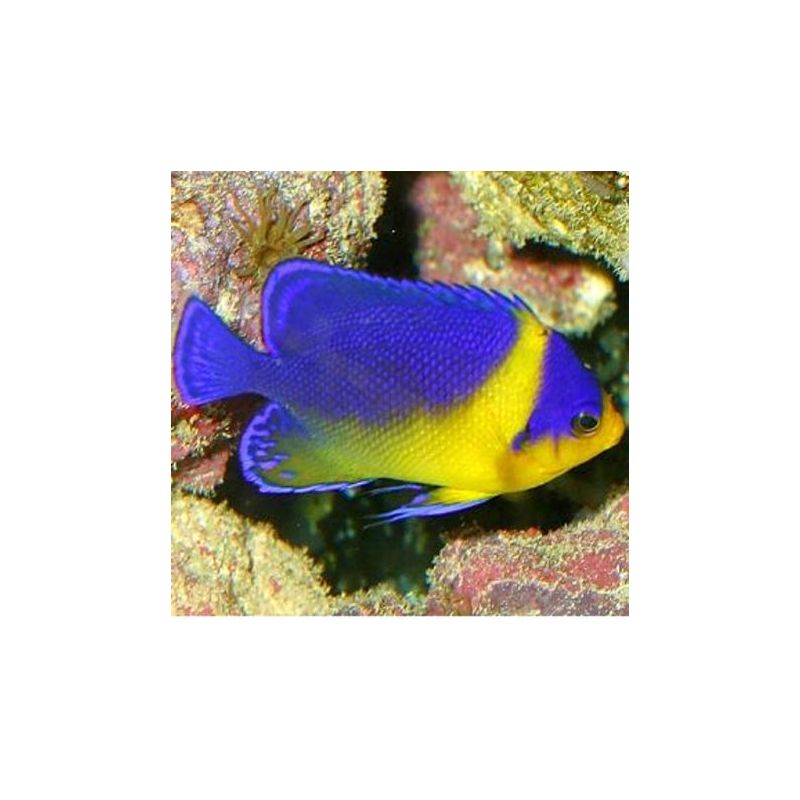 Paracentropyge venustus élevage 2-3 cm Paracentropyge venustus élevage 2-3 cm