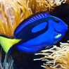Paracanthurus hepatus  8 à 10 cm  