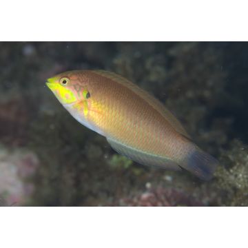 Macropharyngodon ornatus* : 4 à 6 cm