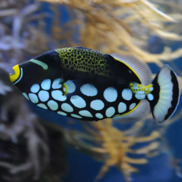 Balistoides conspicillum : 17-20 cm  