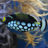 Balistoides conspicillum : 17-20 cm  
