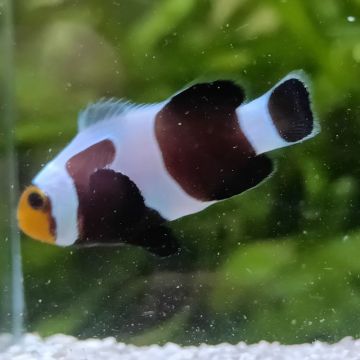 Amphirion Ocellaris \\"Black Gladiator\\" (lot de 2) 97,50 €