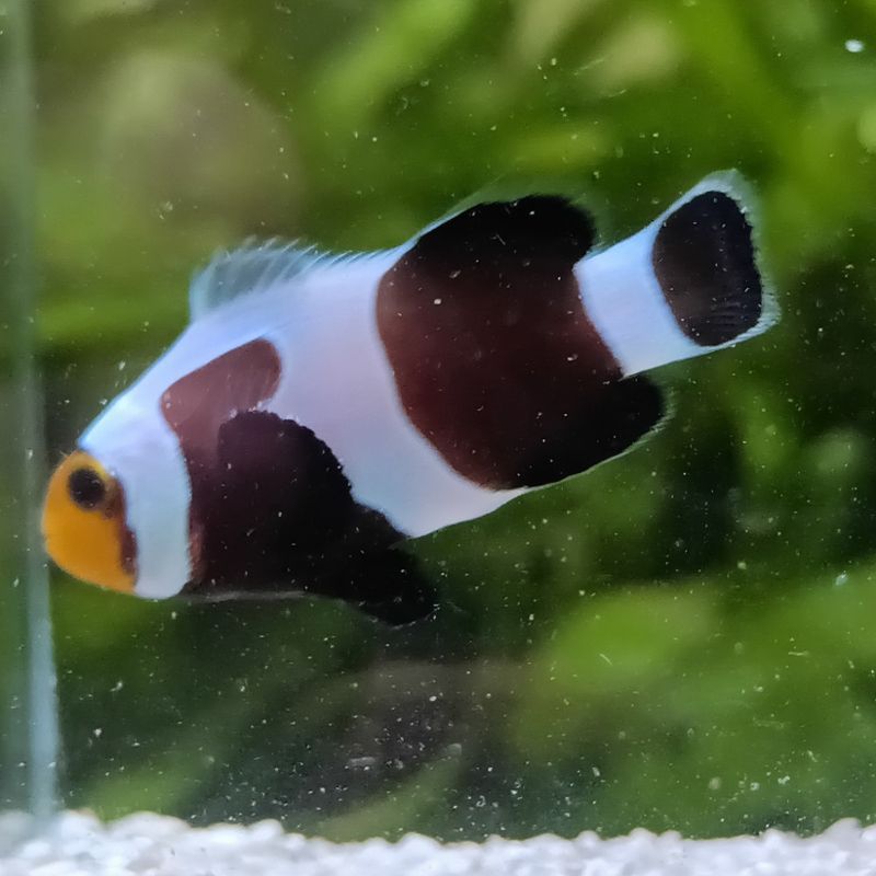 Amphirion Ocellaris \\"Black Gladiator\\" (lot de 2) 97,50 € Amphirion Ocellaris \\"Black Gladiator\\" (lot de 2) 97,50 €