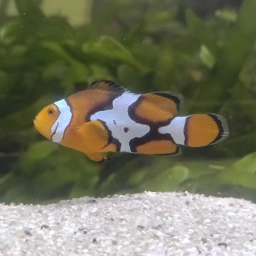 Amphiprion Percula \\"Regular Picasso\\" 39,90 €