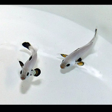 Amphiprion Ocellaris Snow Storm 3-5 cm (lot de 2)