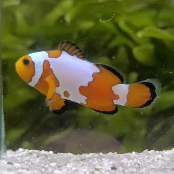 Amphiprion Ocellaris "Premium Snow Flake " 2-3