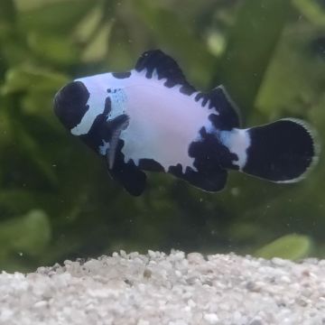 Amphiprion Ocellaris "Black Snow Flake Premium" 4-6 cm