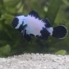 Amphiprion Ocellaris "Black Snow Flake Premium" 4-6 cm