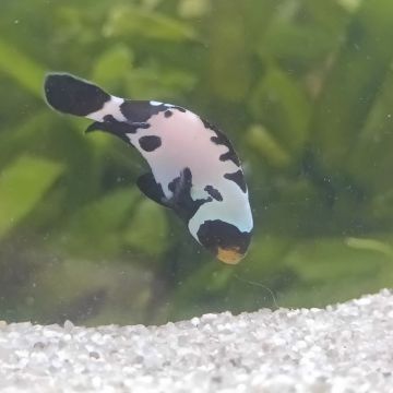 Amphiprion Ocellaris "Black Snow Flake Premium" 4-6 cm