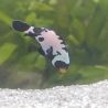 Amphiprion Ocellaris "Black Snow Flake Premium" 4-6 cm