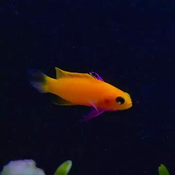 Gramma Dejongi RARE (élevage) 4-6cm 
