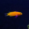 Gramma Dejongi RARE (élevage) 4-6cm 