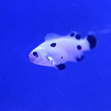 Amphiprion Ocellaris Snow Storm 3-5 cm