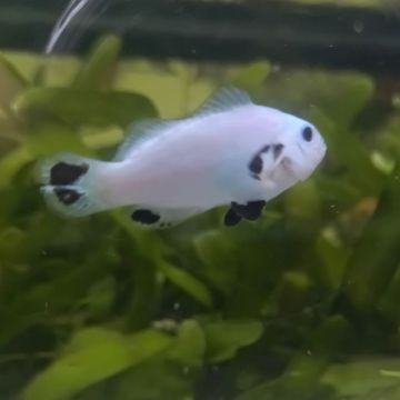 Amphiprion Ocellaris Snow Storm 3-5 cm