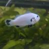 Amphiprion Ocellaris Snow Storm 3-5 cm